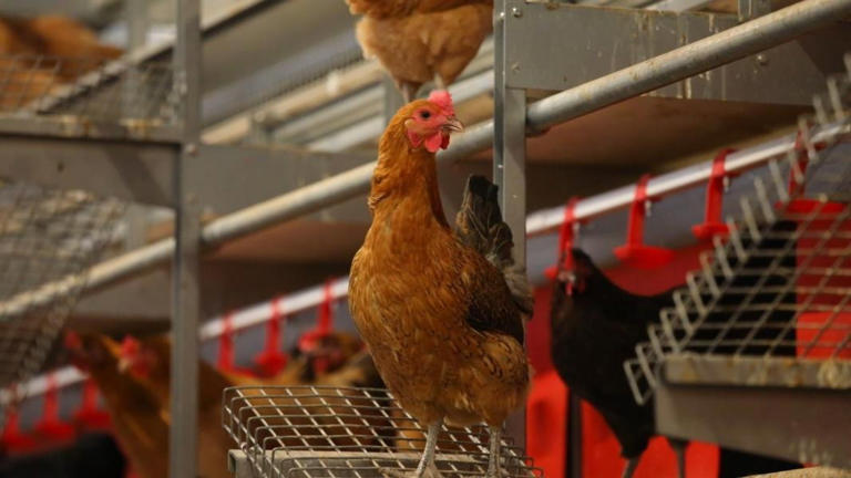 枣庄孙枝鸡合作示范养殖场的种鸡