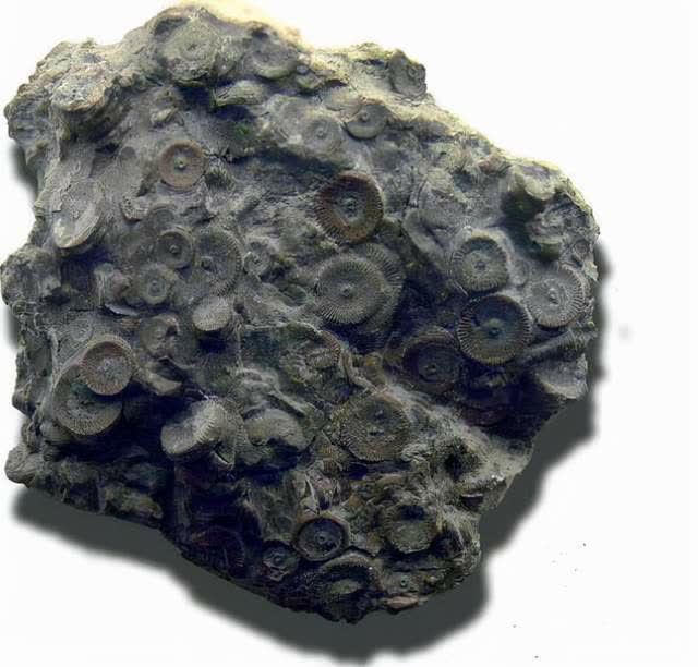 科學(xué)史上幾大謊言全是假的，至今仍有人深信不疑