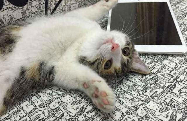 告诉你个秘密，猫咪见到你就“躺下打滚”，不止是爱你