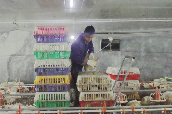 工人们正忙着把成熟的大肉鸡装笼、装车。