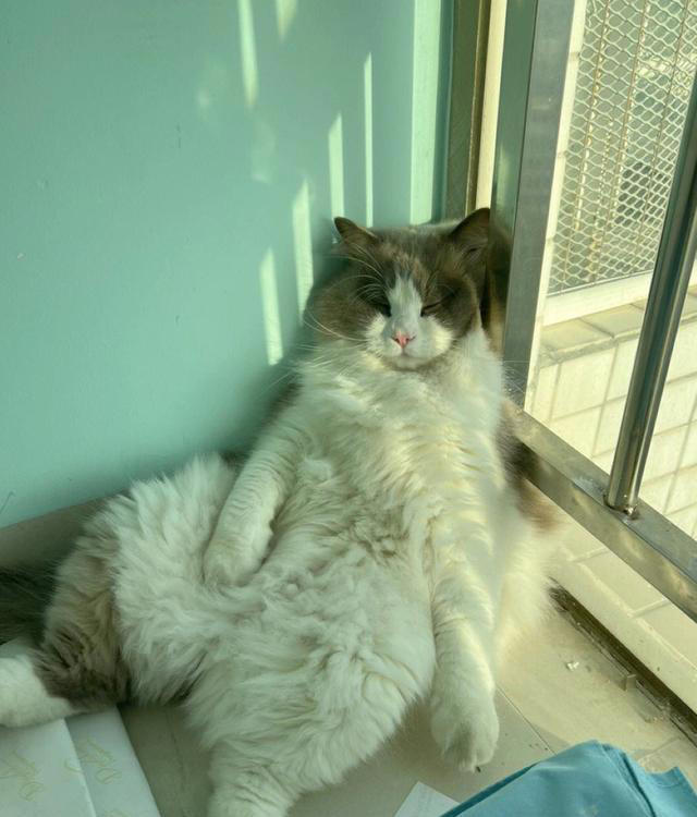 告诉你个秘密，猫咪见到你就“躺下打滚”，不止是爱你