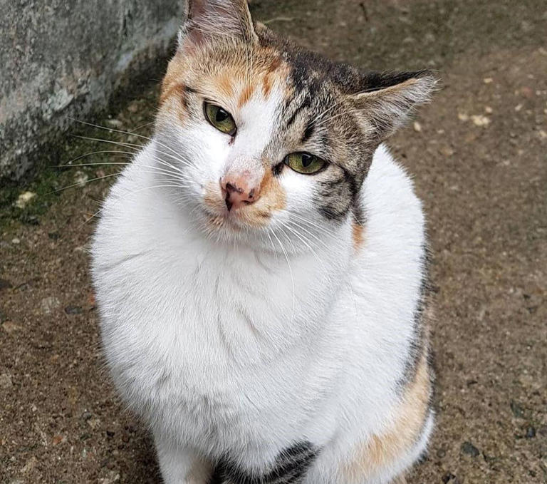 养土猫很掉价吗？为什么有人宁愿花钱买品种猫，也不愿意养田园猫