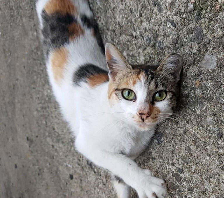 养土猫很掉价吗？为什么有人宁愿花钱买品种猫，也不愿意养田园猫