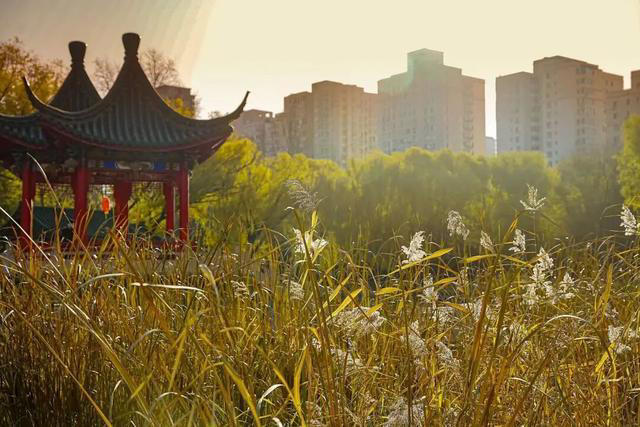 沈阳今天最高气温10℃，风寒效应明显！|早呀，沈阳！