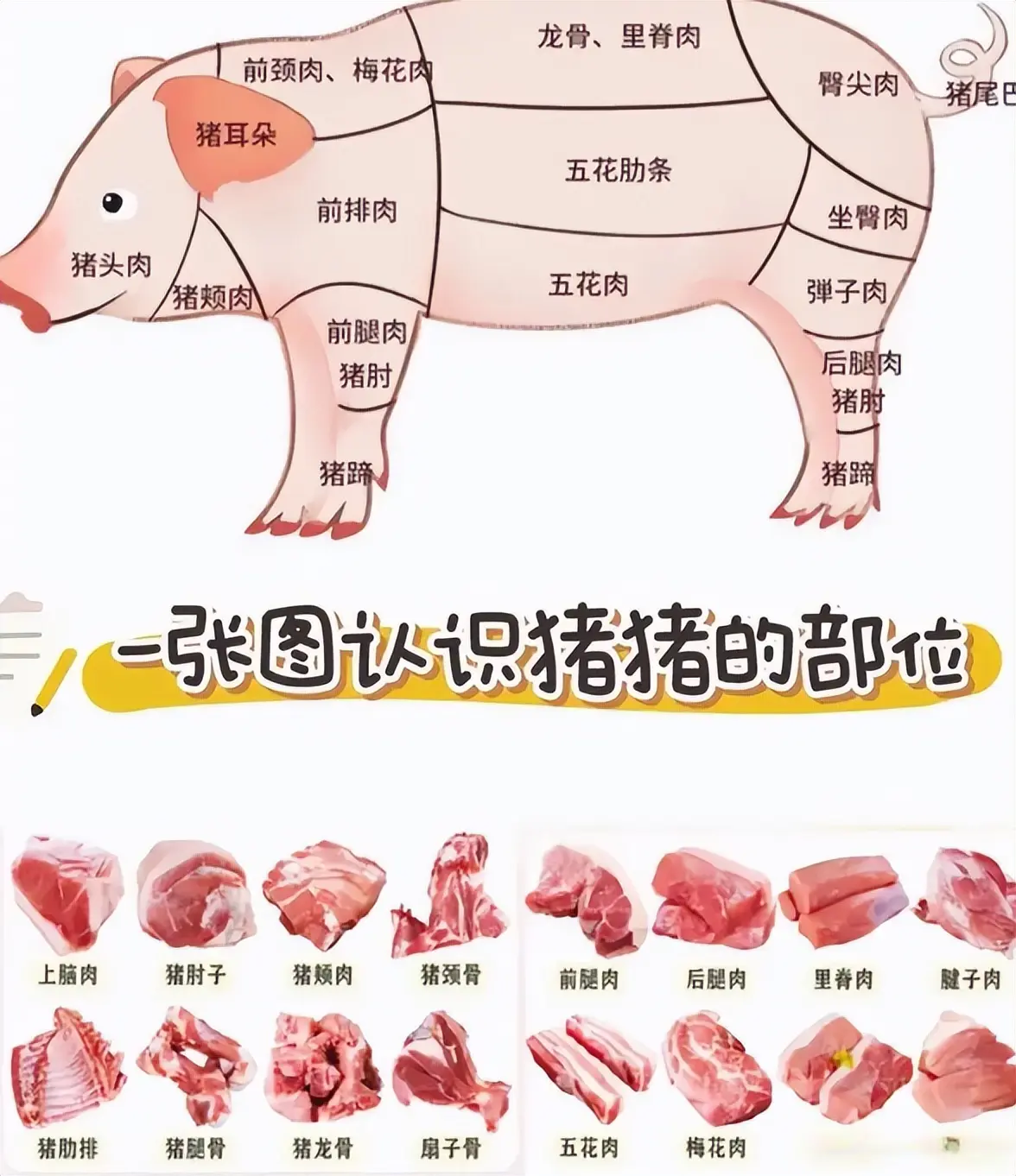 猪身上有一个奇妙的部位，不足一两，脆嫩爽口，比猪耳朵还好吃