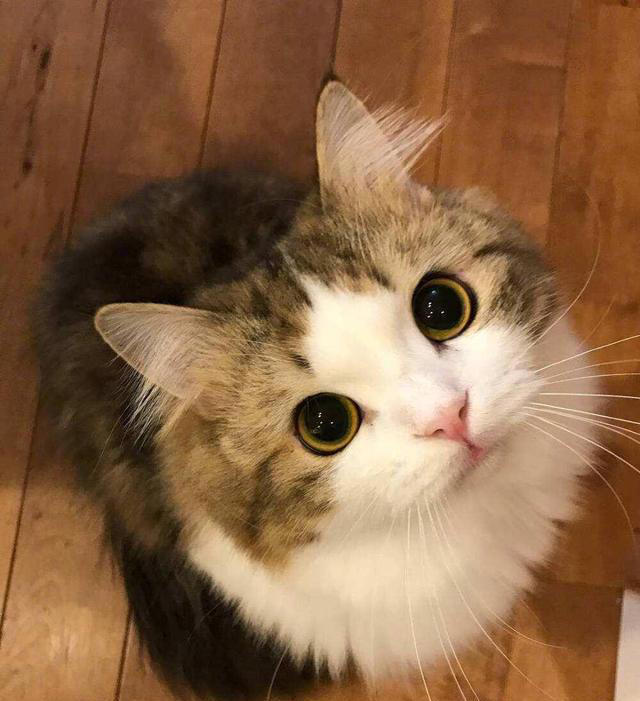 你家猫主子是个傻猫吗？呆萌的不要太可爱