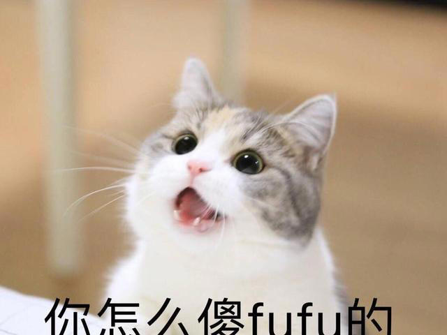 你家猫主子是个傻猫吗？呆萌的不要太可爱
