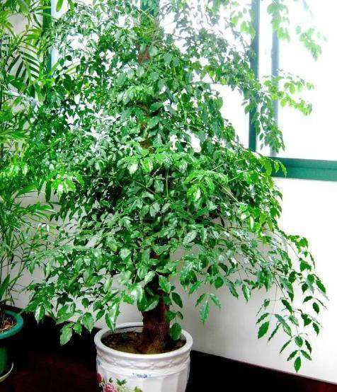 适合居家种植的6种“富贵树”，好养好看上档次，值得拥有