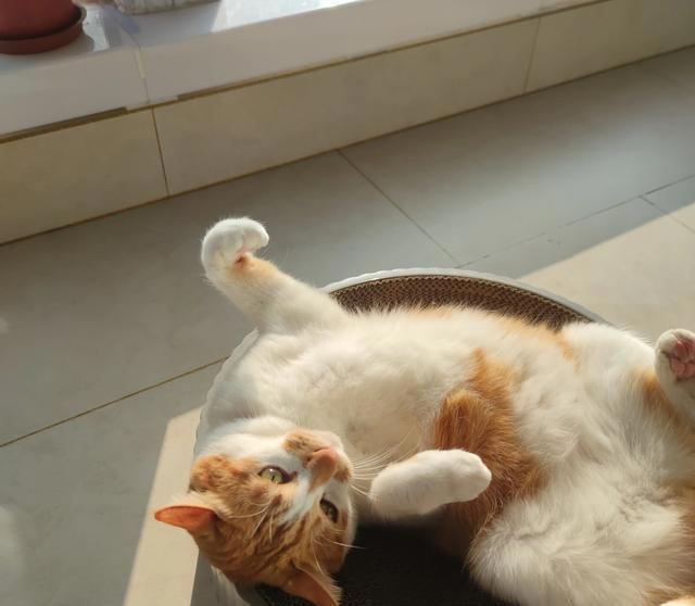 已经养了一只猫了，再养一只猫好吗