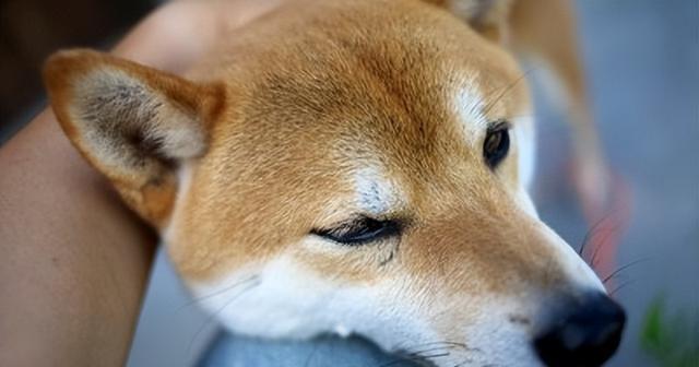 狗的“语言”揭秘：5个动作心理大公开！