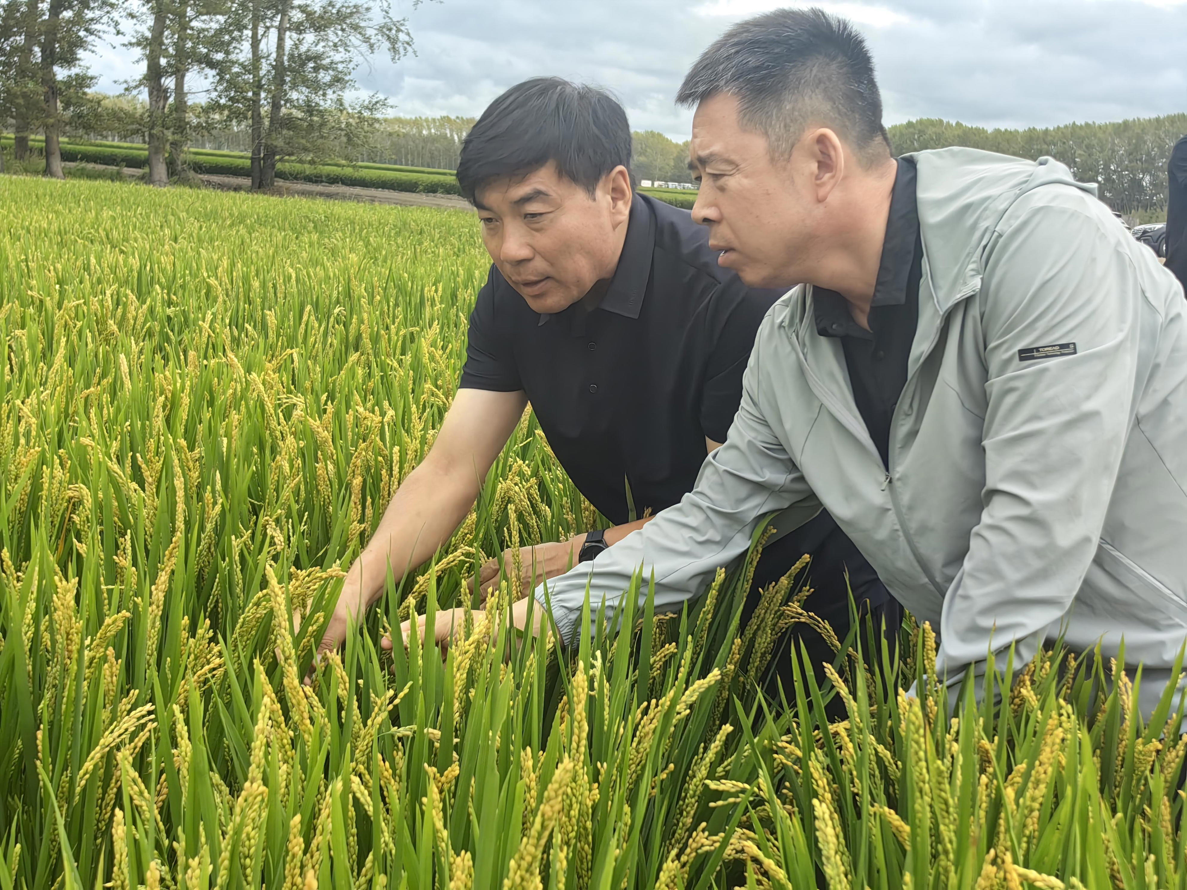镜头里的“十四五”·高校｜东北农业大学把论文“写”在龙江大地上