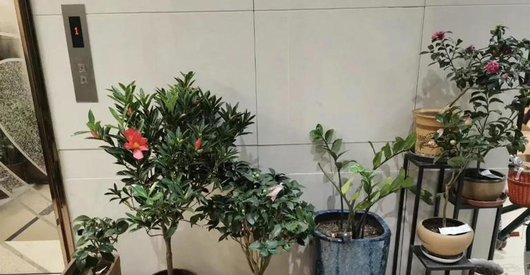 养花，要有太阳光照，养绿植，要有散射光，养护条件要知道