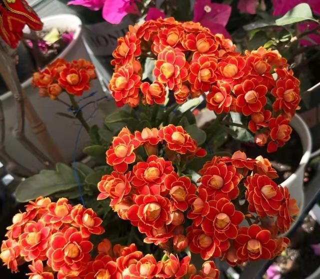 养长寿花，学一个小技巧，轻松长成1米冠幅，开花200朵!