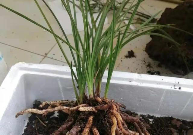 花根又瘦又少？土里加点“料”，根比手指粗，养啥旺啥！