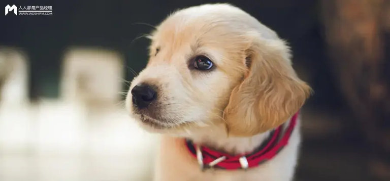 3000亿猫狗大市场，赵露思、陈冠希纷纷加入