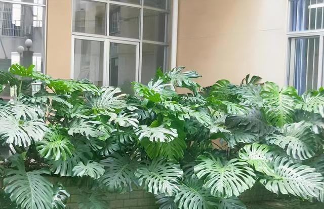 龟背竹有着健康长寿的寓意，怎么养才能让它快速开背呢