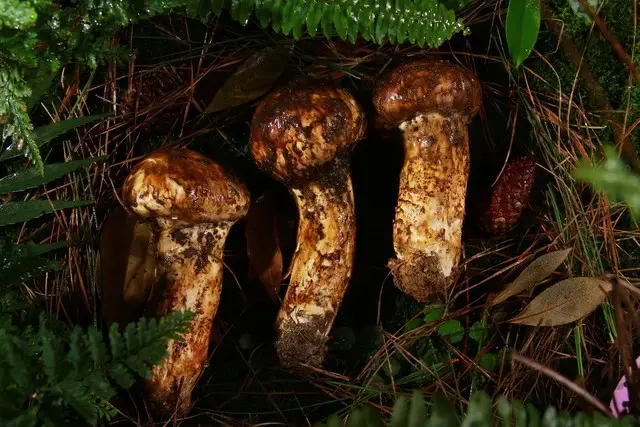 全球最贵的十大顶级山珍，中国独占4席！你吃过几种？
