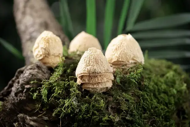 全球最贵的十大顶级山珍，中国独占4席！你吃过几种？