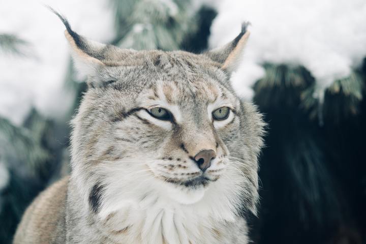 野蛮生长的猞猁