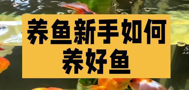 养鱼新手如何快速养好鱼