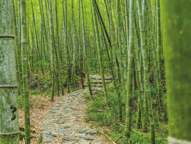 遂川：毛竹串起旅游链　绿水青山成“致富靠山”