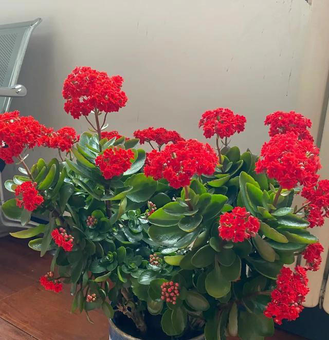这6种花，晚上制氧气，卧室养一盆，从此不失眠，夜夜睡眠好！