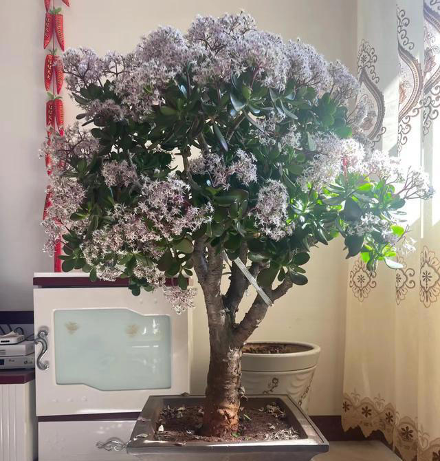 这6种花，晚上制氧气，卧室养一盆，从此不失眠，夜夜睡眠好！