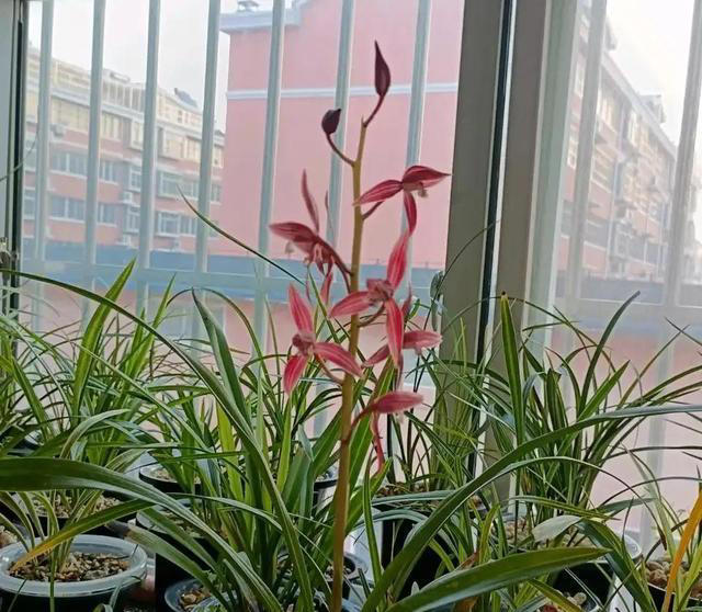 养花总烂根，用个“独家秘方”，花根又多又壮，半年撑满盆