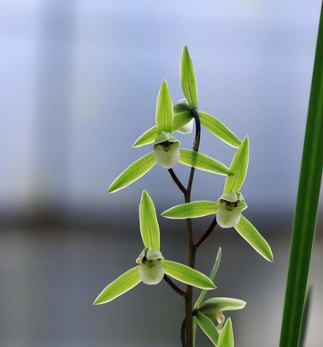 兰花：细叶寒兰的开品怎么样？