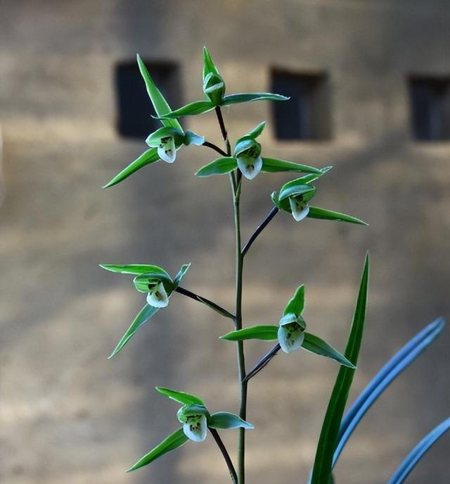 兰花：细叶寒兰的开品怎么样？