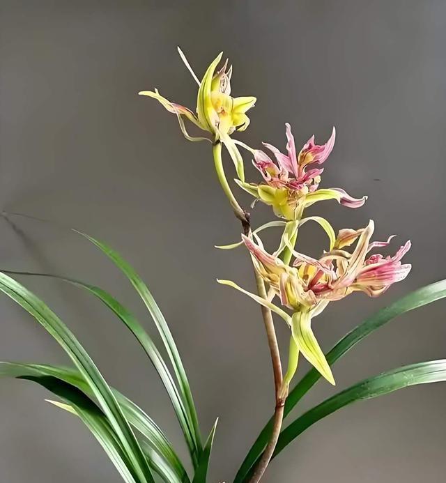 我国独有的“树形”兰花，确实不一般，朵型唯美，颠覆兰花的传统