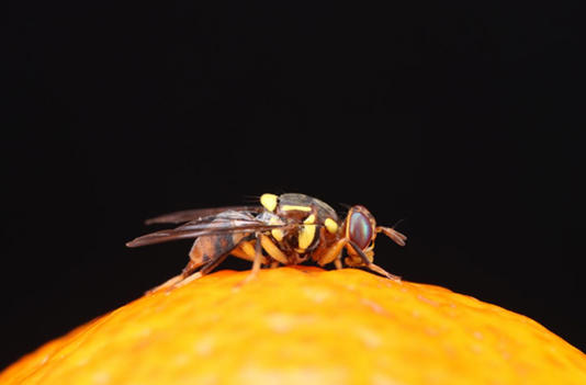 【科研论文科普解读】破译害虫DNA！我国科研团队绘出橘小实蝇基因组图谱