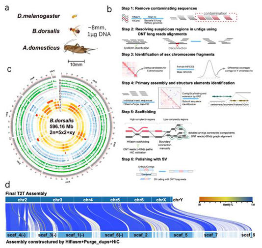 【科研论文科普解读】破译害虫DNA！我国科研团队绘出橘小实蝇基因组图谱
