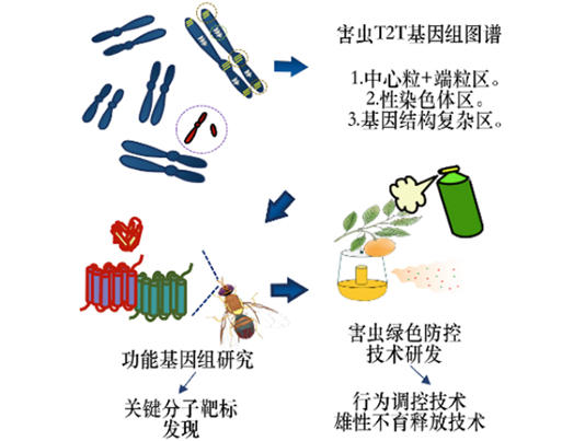 【科研论文科普解读】破译害虫DNA！我国科研团队绘出橘小实蝇基因组图谱
