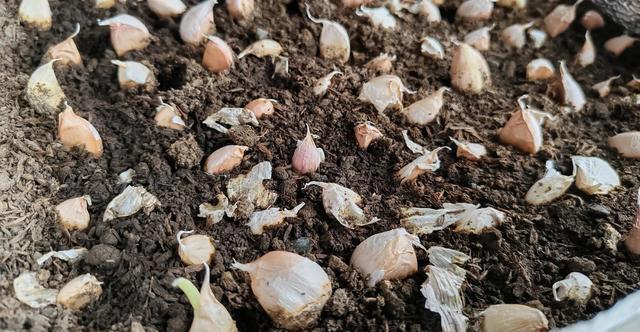 整整两周，它们终于不装蒜了
