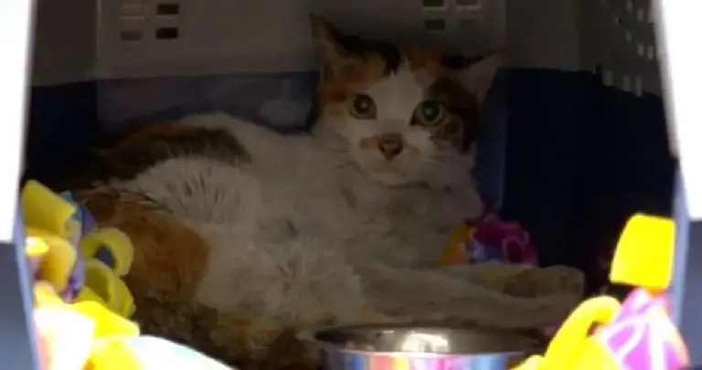 中国小猫意外被运到美国，在集装箱中无食无水坚强存活3周！美国人给它取名为“小猫”