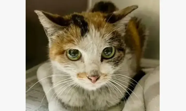 中国小猫意外被运到美国，在集装箱中无食无水坚强存活3周！美国人给它取名为“小猫”