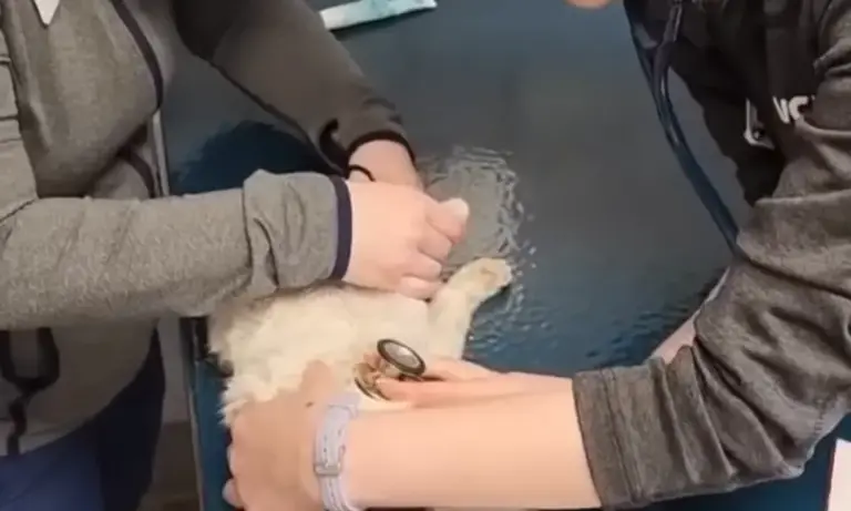 中国小猫意外被运到美国，在集装箱中无食无水坚强存活3周！美国人给它取名为“小猫”