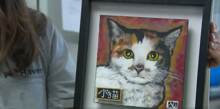 中国小猫意外被运到美国，在集装箱中无食无水坚强存活3周！美国人给它取名为“小猫”