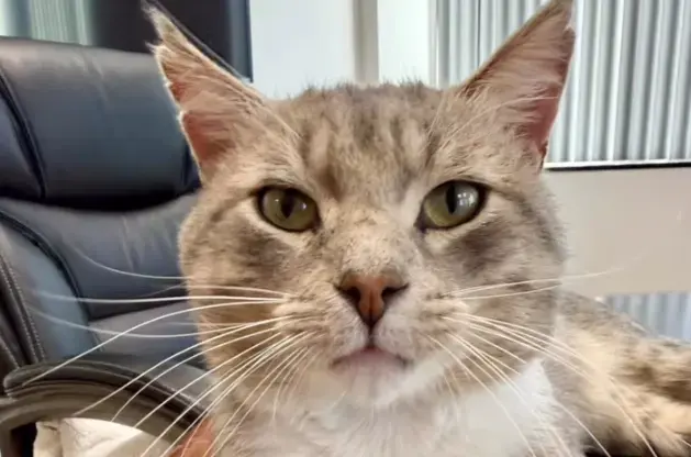 中国小猫意外被运到美国，在集装箱中无食无水坚强存活3周！美国人给它取名为“小猫”