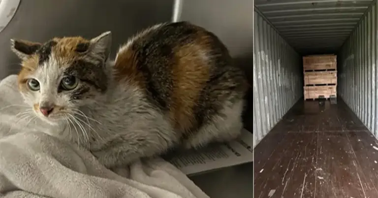 中国小猫意外被运到美国，在集装箱中无食无水坚强存活3周！美国人给它取名为“小猫”