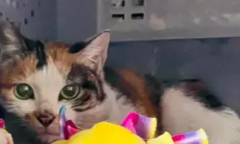 中国小猫意外被运到美国，在集装箱中无食无水坚强存活3周！美国人给它取名为“小猫”