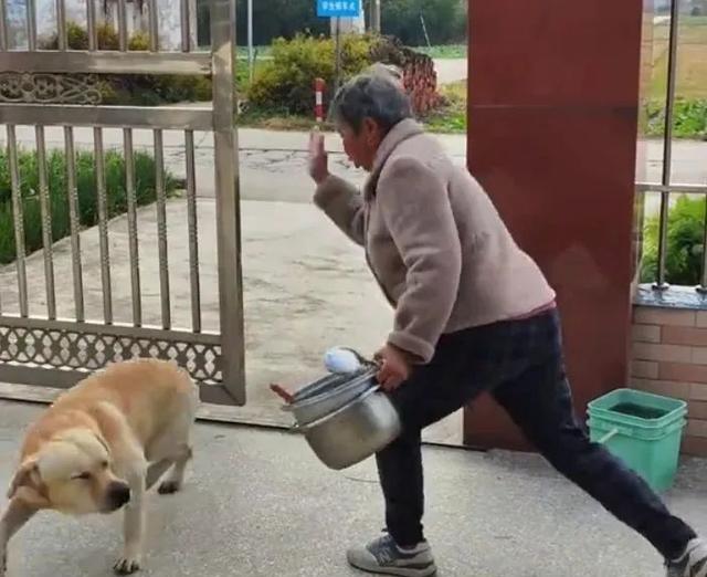 狗狗溜出去玩不回家，奶奶门口堵它，狗子害怕被打屁股吓的靠墙走