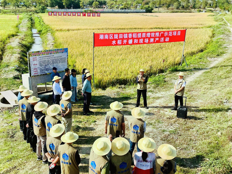 让田野长出“金饭碗”!汕头潮南区陇田镇推广农作物优良品种5000亩助农增收