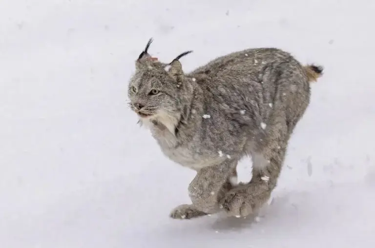 地理冷知识—疯狂动物城的猞猁