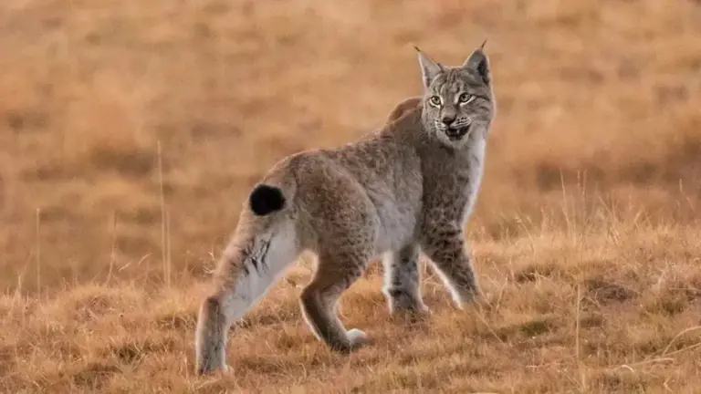 地理冷知识—疯狂动物城的猞猁