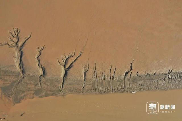 冬日限定奇观!钱塘江畔现“版画森林”，潮汐树形态各异美如画