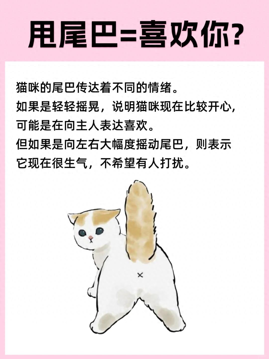误会大了!猫咪这几种行为，真不是你想的意思!