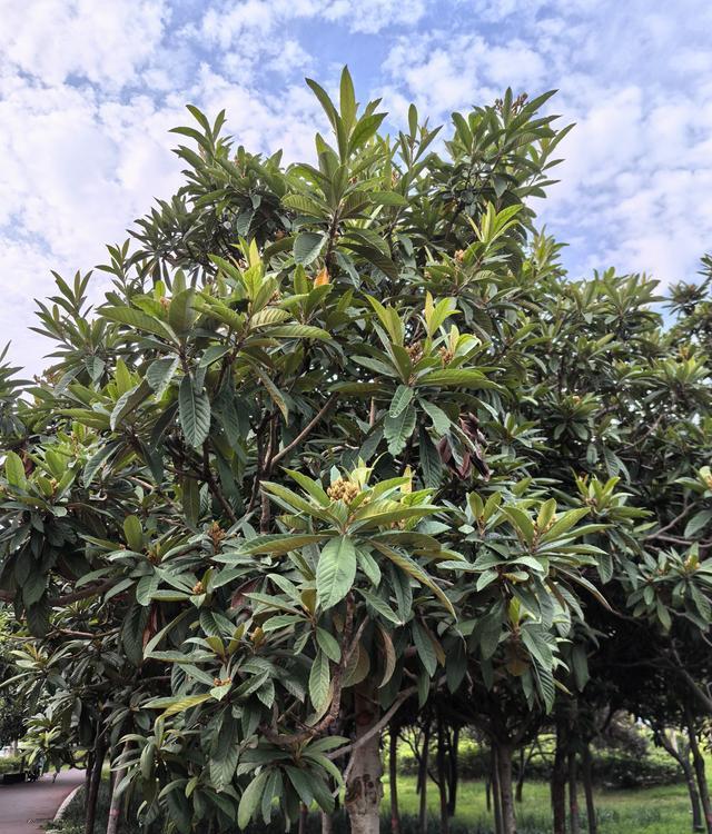枇杷树的品种特性及园林设计应用分析