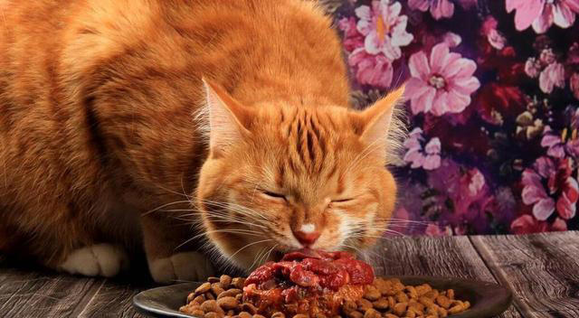 猫咪饮食大揭秘：海苔、生肉、海鲜、麻辣食物…这些都不能吃！